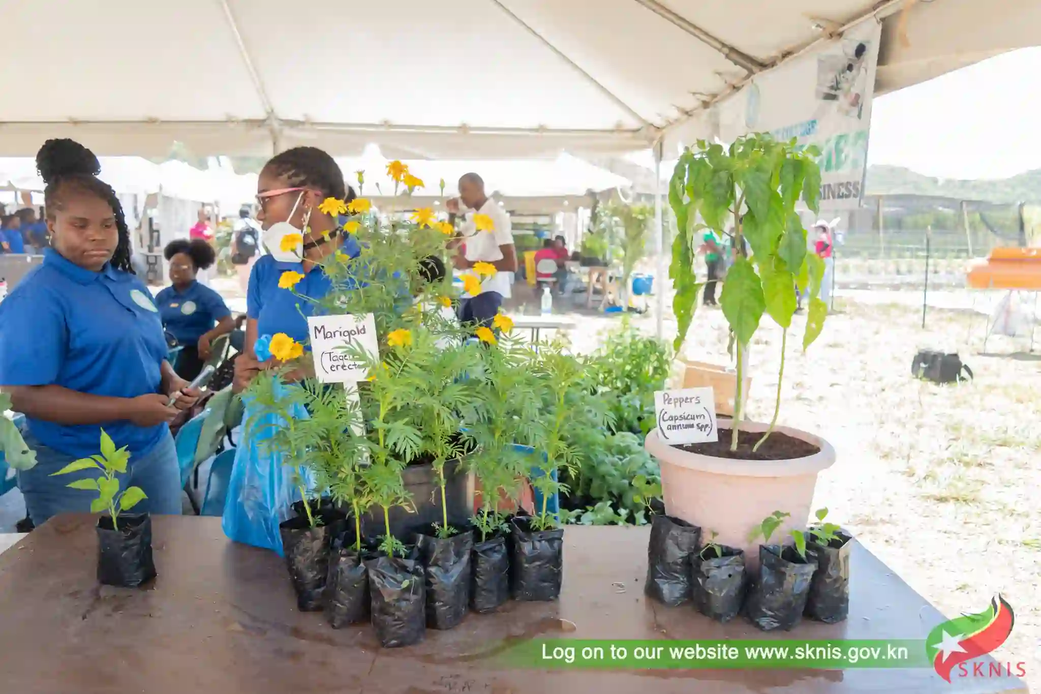 St Kitts Agriculture Open Day