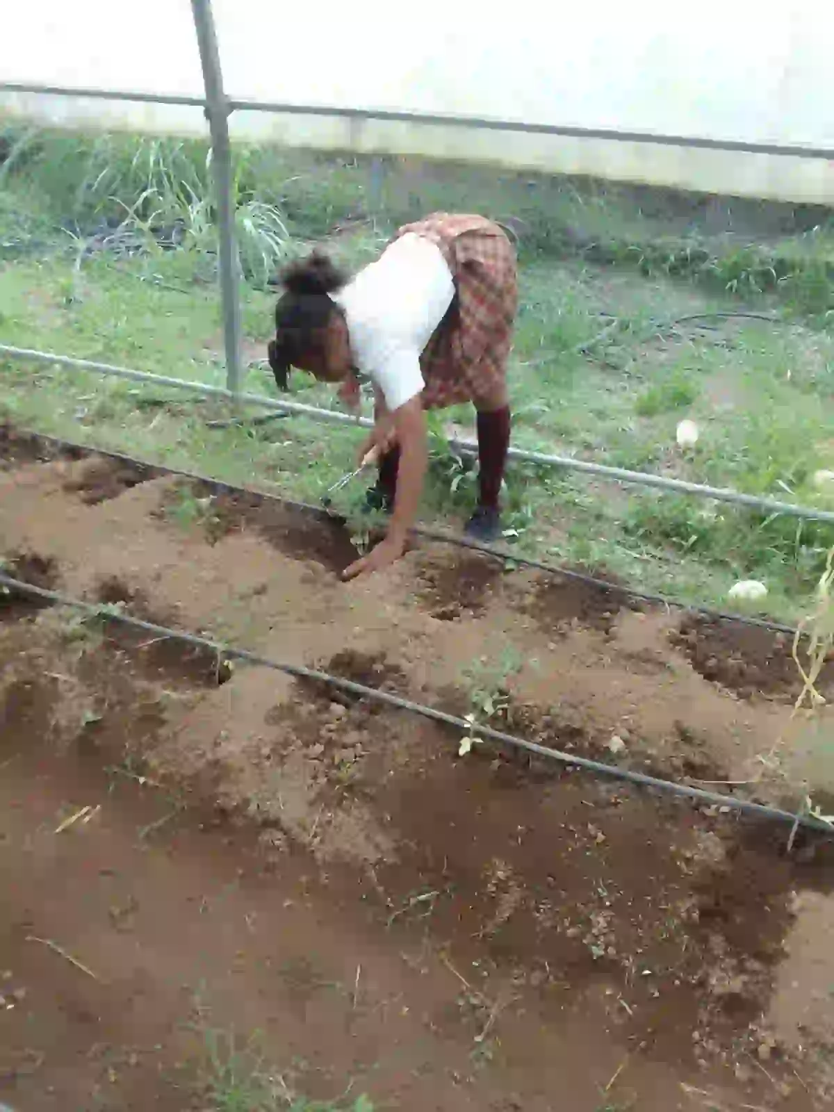 Students growing crop in Dominica