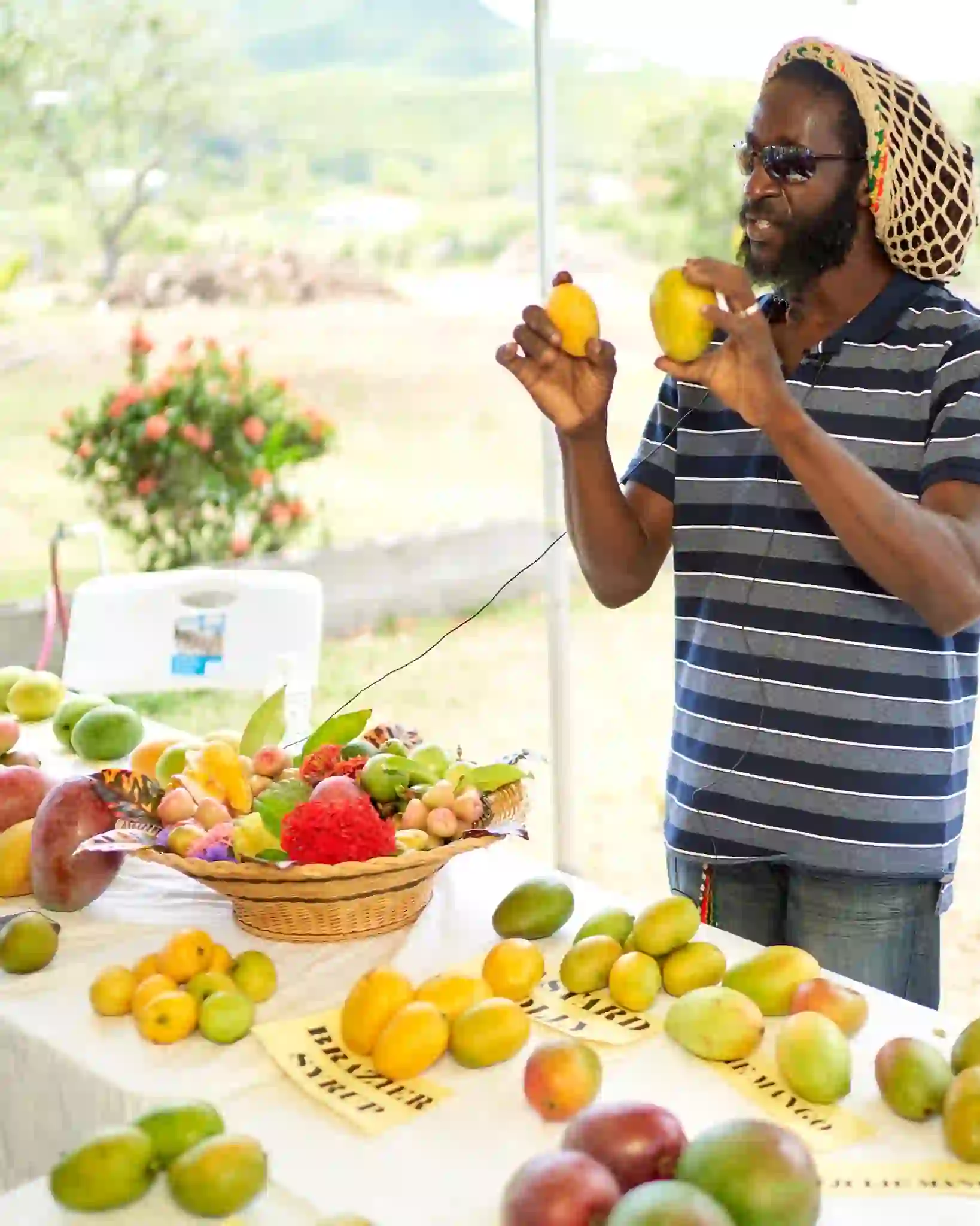 Mangoes in Nevis